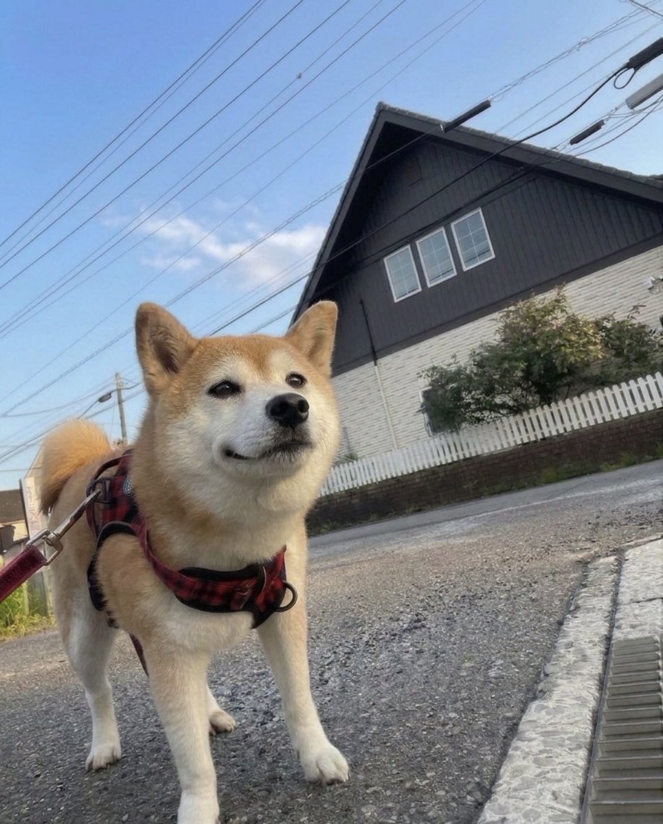 momonosekaiii's tweet photo. いつも飼い主が見えなくなるまで見送りをしてくれる優しい犬 https://t.co/rbapHvx2bX