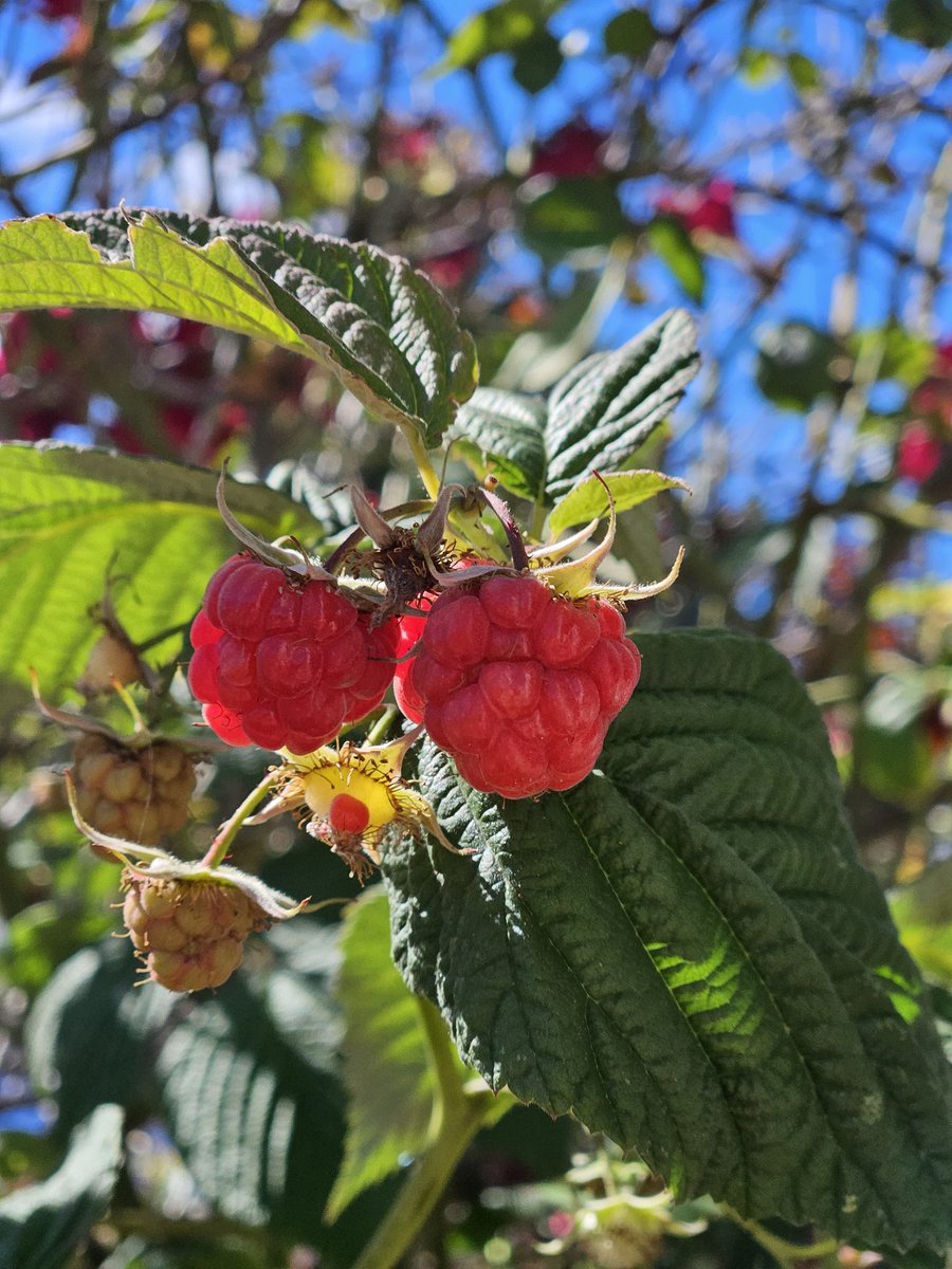 HTD_Deeva's tweet photo. Strawberries 🍓 were struggling this year. But Raspberries are doing well in the garden 🙂 @treetanner summertime is here ! My sister gave me some of her strawberries so will see how those do. They are currently in a pot. https://t.co/RgUN1eqRhG