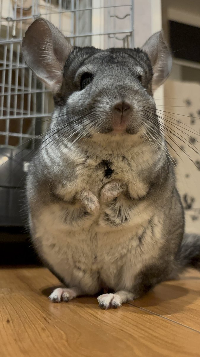 ohagitopapa's tweet photo. おめでと〜🎉🦭🍙 https://t.co/1rCNSysIm9