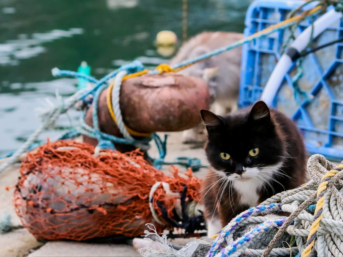 oicyan777's tweet photo. 田代島ねこさんぽ

漁港を散策中のロビン君😸 https://t.co/jnf8rJh4kA