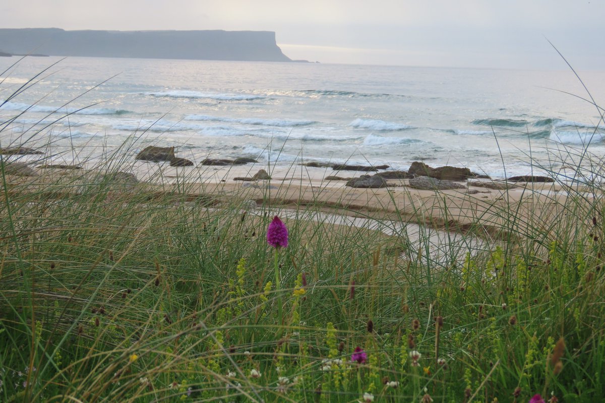 donnarainey4's tweet photo. Sights &amp; smells to delight at Whitepark bay, the Lady's bedstraw was superb. #wildflowerhour https://t.co/rJWMwOPKlj