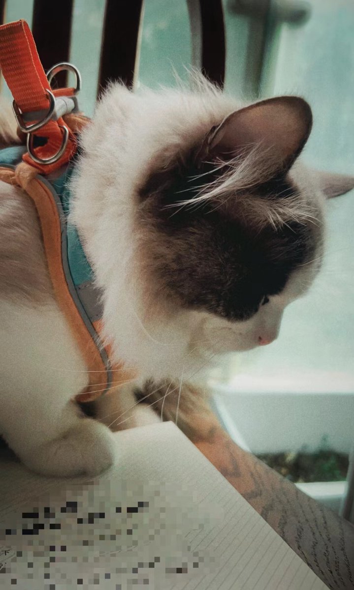 Exaawfsh's tweet photo. Just got lost in a 2-minute cat video during break https://t.co/tcj4vmHu8o