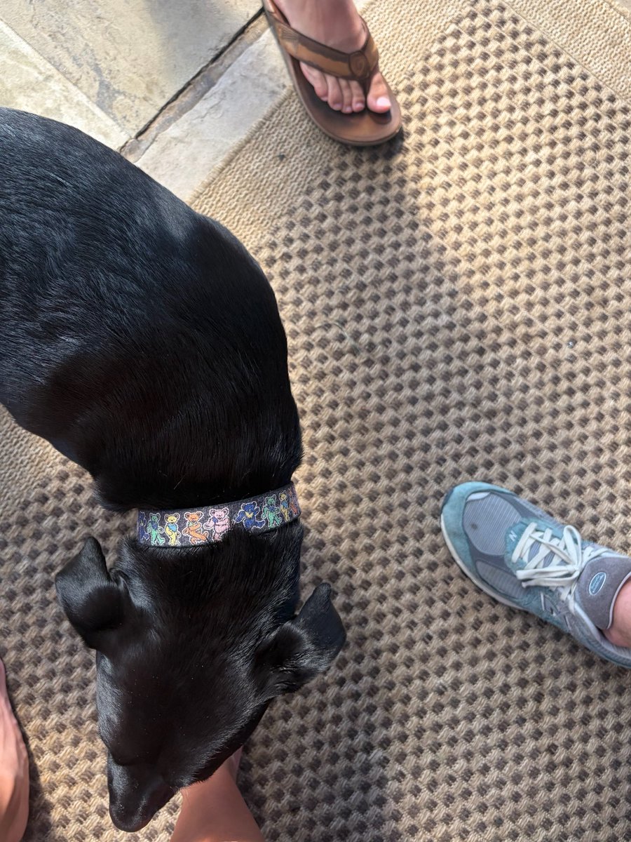 MVPringle's tweet photo. Nice collar #expand https://t.co/jHngb9OEw7