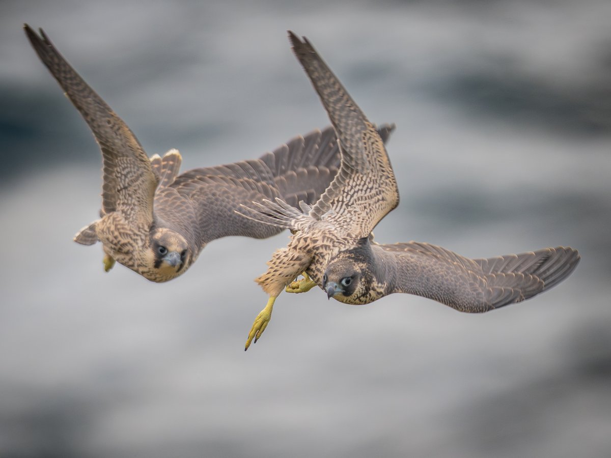 manxmannin's tweet photo. Juvenile Peregrines flight training #isleofman 🇮🇲 https://t.co/OyidwO1uFm