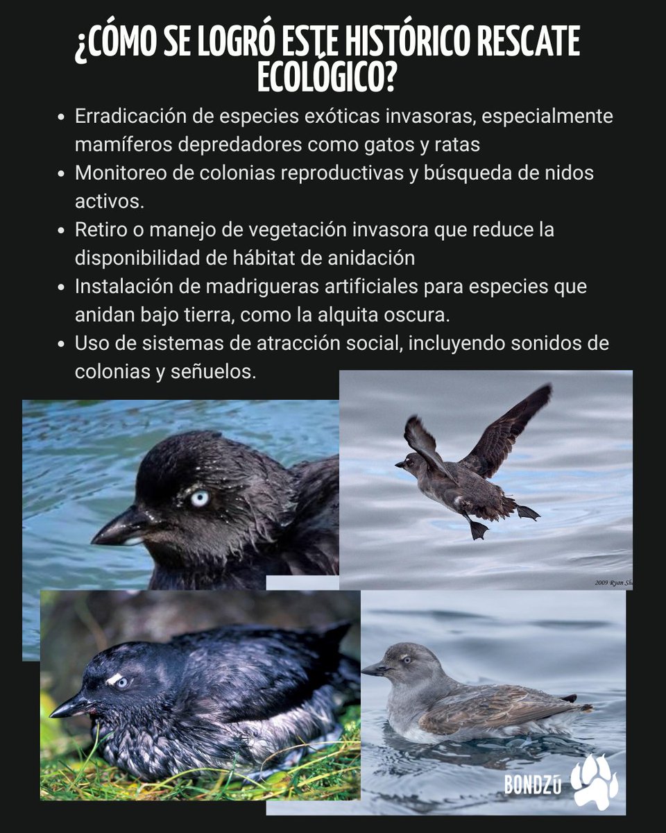 BondzuCubs's tweet photo. La restauración ecológica no siempre consiste en sembrar árboles; a veces, la clave está en eliminar amenazas y dejar que la naturaleza sane por sí misma. Este es el caso de éxito de la Alquita oscura, una pequeña ave marina.
#Conservación #BajaCalifornia #RestauraciónEcológica https://t.co/x7YrxUtBFI