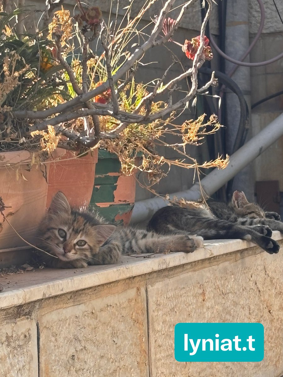 lyniat's tweet photo. دوماً ما أحبت هاتا جمع النقيضين سويّاً، فترى في جمع النقيض حياة لا تُدرك سوا في الاحتكاك ومابين!

#شمس #لينيات #نواقض https://t.co/WyQhWq92Hl