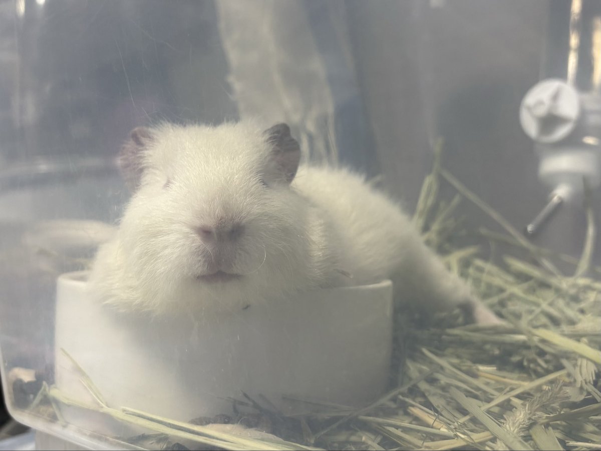 icoco_3's tweet photo. もめんはいつもご飯皿の中で寝る👀 https://t.co/2o4TYzSmRk