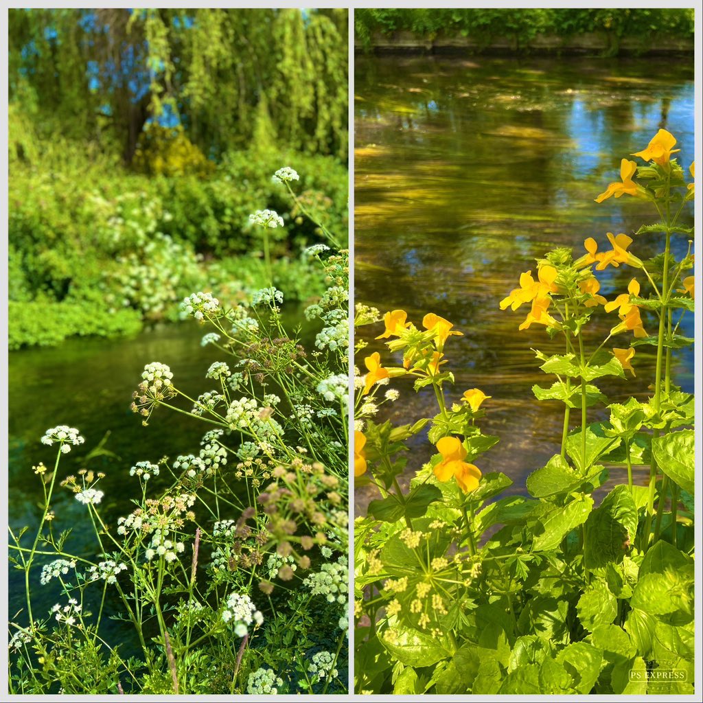 Lussas's tweet photo. Monkey flower, an introduced species that behaves invasively in right conditions eg along this New Forest river bank. An #InvasivePlant
Hemlock water dropwort-native non invasive species, poisonous causes panic but belongs here ecologically. No Himalayan Balsam 🙌#WildflowerHour https://t.co/9NrW6rbD3w