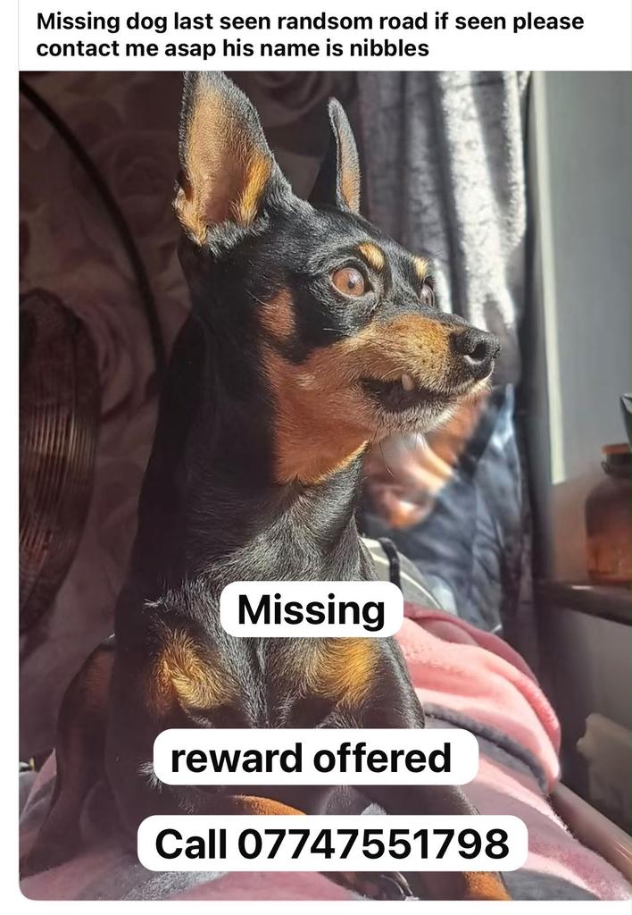 MissingPetsGB's tweet photo. 🐕 Missing pinscher NIBBLES
was last seen on Randsom Road Foleshill #Coventry #Warwickshire #CV6 on the 25 June 2026. Nibbles has not been found.
If anyone sees him please contact asap.
#stolendoghour 
https://t.co/gTnSVlLJv7 https://t.co/cFvGl8ryIe