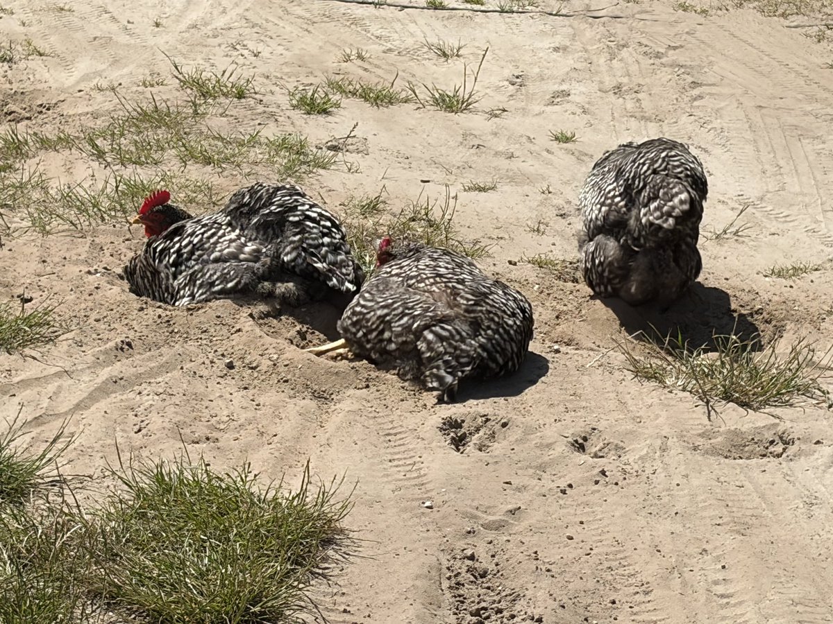 kleimors's tweet photo. @Krmelinchen1 Diese Hühner habe ich vor einigen Tagen in Holland beim Sandbaden fotografiert. Bei ca. 30 Grad. https://t.co/LM6B2E48rb