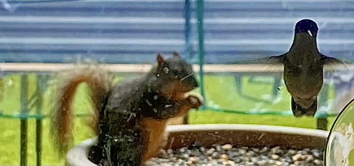 maxradarguy's tweet photo. I didn’t get it in the shot but there was a chipmunk right below them https://t.co/ab2KnyRqXL