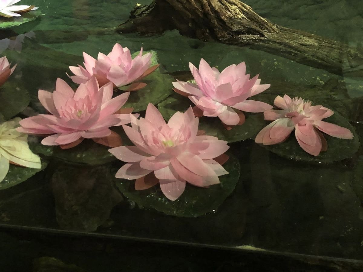 flowstateflower's tweet photo. How pinterest sees you: 
Character 
Place
Plant 
Animal https://t.co/Ajgvpl3s82