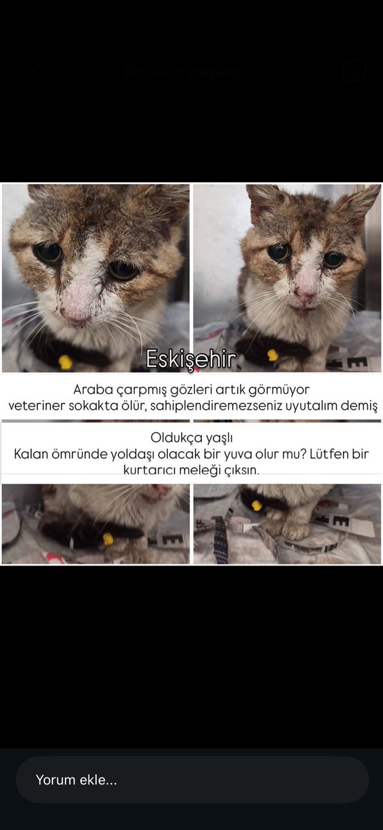 eskhayvansever's tweet photo. ESKİŞEHİR ACİL YUVA ARIYOR https://t.co/6PPY6wn2hj