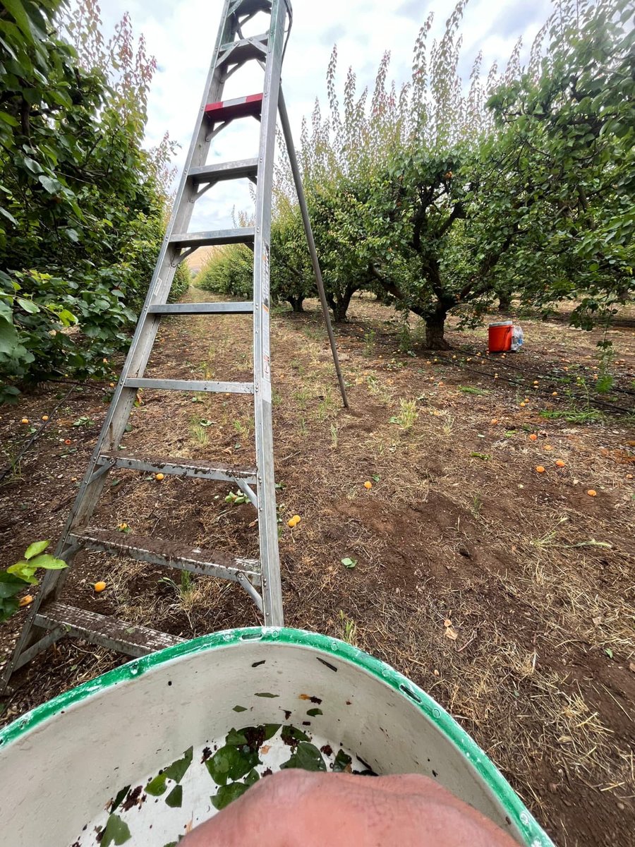 UFWupdates's tweet photo. "Roberto" sent this picture from Merced County CA where he is about to climb a ladder to pick apricots. "It is dangerous work because I have to carry a bucket that can weigh about 15-20lbs going up the ladder." #WeFeedYou https://t.co/Iu955OkyDV