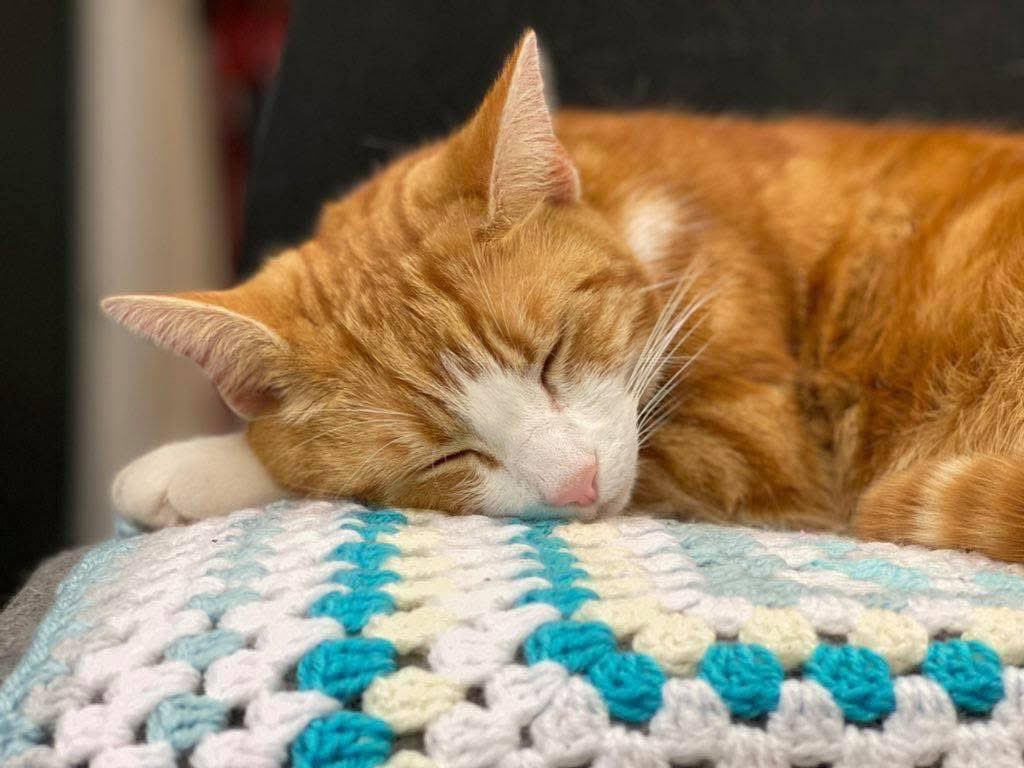 TheStourbridge's tweet photo. Night night sweet dreamies 

Imposter Syndrome can be a convincing liar.

You are not a fraud.
You are capable.
You belong.
You have earned your place.

Be as kind to yourself as you are to everyone else.

I believe in you. https://t.co/3FZQDPceHr