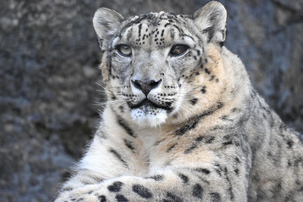 mk_mk_mako's tweet photo. コボ Happy Birthday~✨🎉🎂🎉✨
2013年06月29日 🇨🇦 @assiniboinezoo 生(13歳)
2015年12月多摩zoo→2026年02月旭山zoo
多摩では愛されフクちゃん🌈のパパになったコボくん❤
旭山でのご活躍、ご健勝、ご多幸を願っております
📷2025/12/08
#旭山動物園 #ユキヒョウ #snowleopard #コボ #kovo https://t.co/weyBp1jE6a