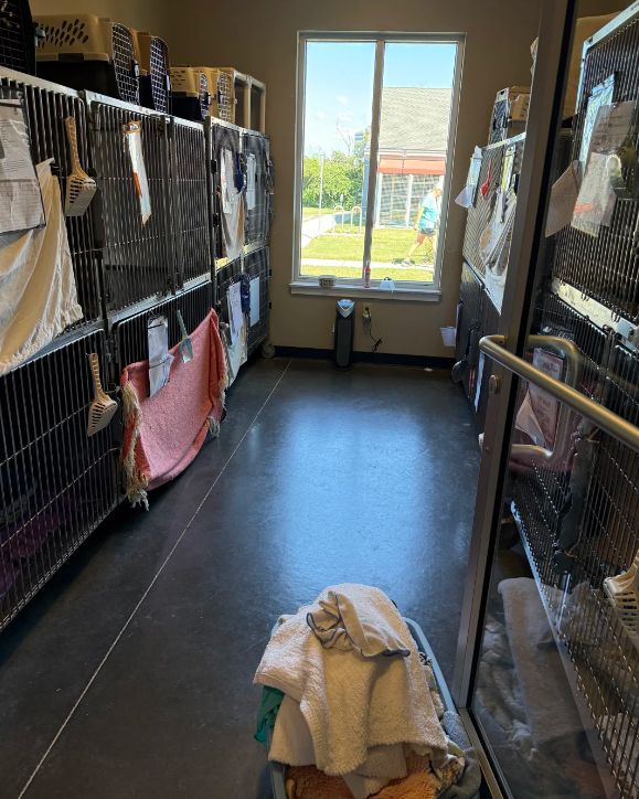 Carolineub6's tweet photo. Not all heroes wear capes… some just adopt. 🐶🐱
Shelters are full of pets still waiting for someone to choose them. A home. A name. A second chance.
If you’ve ever thought about it, this is your sign.
Adopt. Foster. Share. Do something. Because to them, it’s not “just a pet”… it’s their whole world. ❤️
#adoptdontshop #RescuePets #AdoptDontBuy
