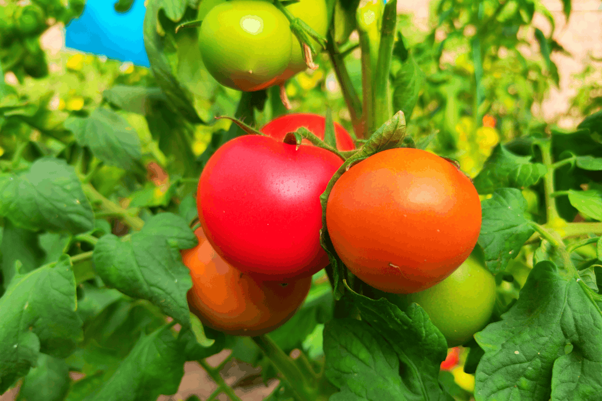 KonnovaDaria's tweet photo. Just tried the local organic cherry tomatoes, and wow—burst with natural sweetness, zero weird aftertaste, perfect for salads or snacking!  Super fresh and worth every penny! https://t.co/8GTeMhPJAw