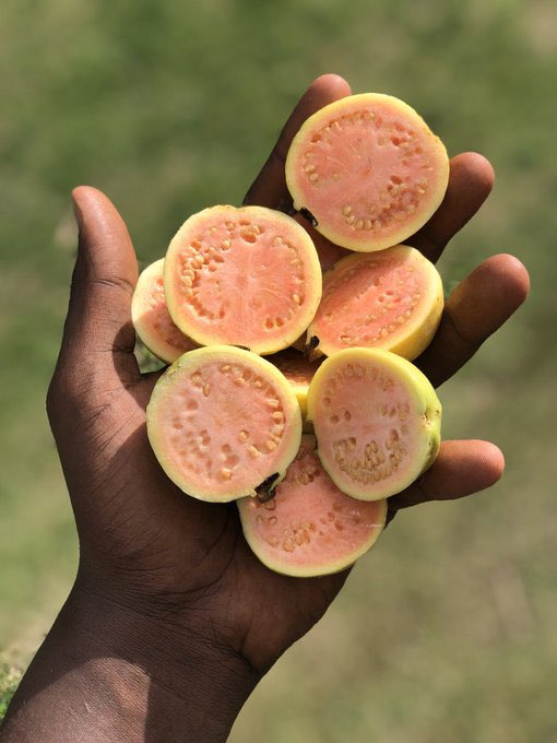 thebajanfarmer's tweet photo. Can only choose one! https://t.co/0C5QLEexPT