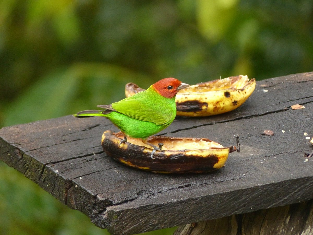 BiciturismoMtb's tweet photo. Me encuentro recorriendo la Sierra Nevada en compañía de Ecotopia Colombia, y durante el recorrido logramos capturar estas hermosas aves. Sin embargo, desconocemos sus nombres. Agradecería mucho si alguien pudiera ayudarnos a identificarlas. 🐦 @MONYRODRIGUEZOF  @MinAmbienteCo https://t.co/LPVxQjfqgB