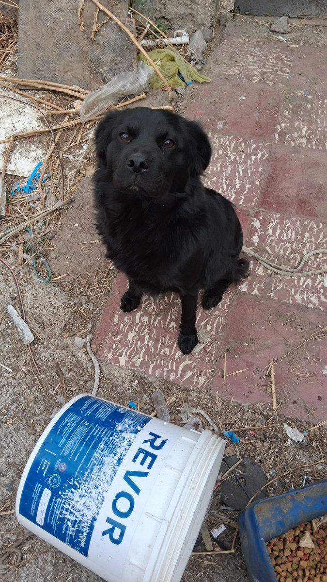 PatssyPatt_'s tweet photo. Tengo que operar una perruna si o si próximo Sabado!!

La Negra, ya cumplió 2 semanas del termino de su celo x por lo que se debe esterilizar de forma URGENTE...

$45.000 cirugia 
$20.000 body 

ES URGENTE REUNIR $65.000 PESOS 

Xq tb debo ver transporte y temporal x 2 días https://t.co/NdzY2JhhLn