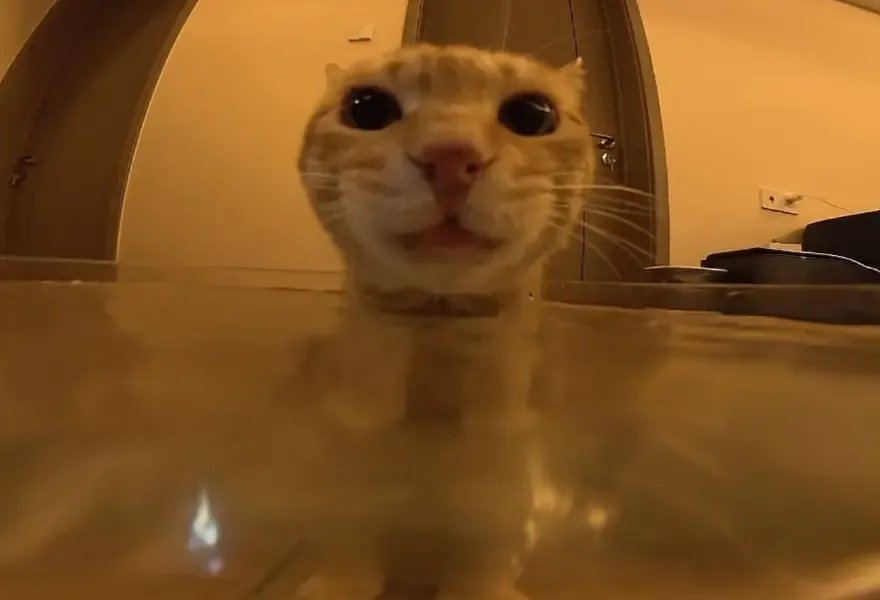 itimaliasof's tweet photo. o gatinho salvando a casa de ser inundada https://t.co/JnXBVZ5Vqd