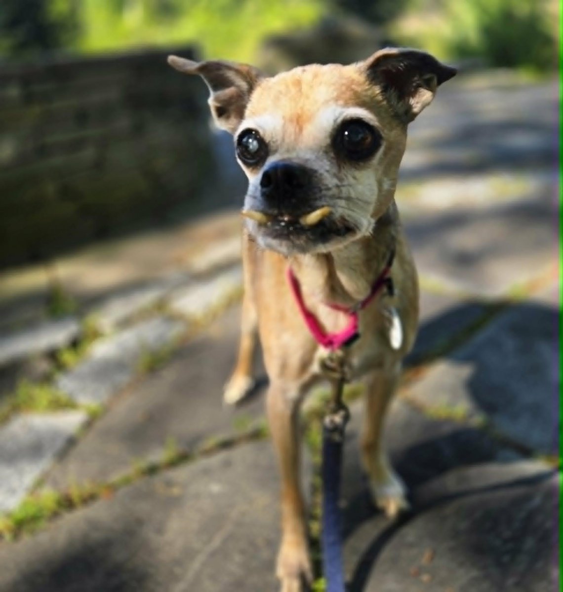 HWAHSeniorPets's tweet photo. #InCaseYouMissedIt

Sixteen-year-old Stella is in need of a new home after her owner had to transition into a health care facility. Despite her age, she still trots along on walks with surprising energy and joy.

 Visit https://t.co/TcOgo1OeuK for more info.

#ReadyToBeAdopted https://t.co/eT9RZxovic