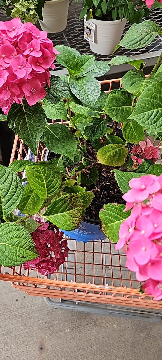 WTCoryell's tweet photo. @grok is this hydrangea healthy? https://t.co/bhWcoEvbcy