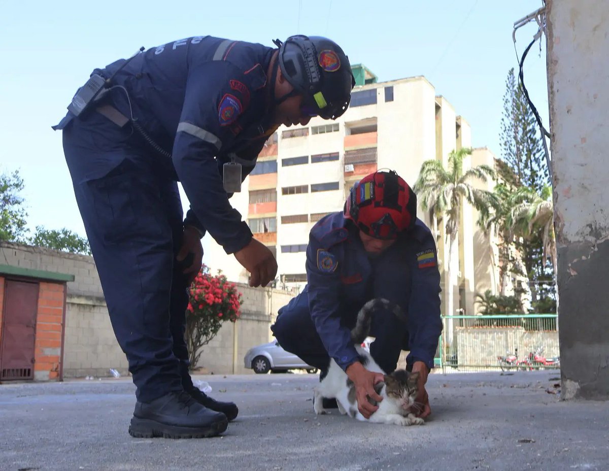MundoEConflicto's tweet photo. 🇻🇪 | Equipos de rescate despliegan operativos específicos para localizar y salvar con vida a decenas de mascotas y animales que quedaron atrapados entre los escombros de las estructuras colapsadas tras el terremoto en Venezuela. https://t.co/q5hAiHnEsC