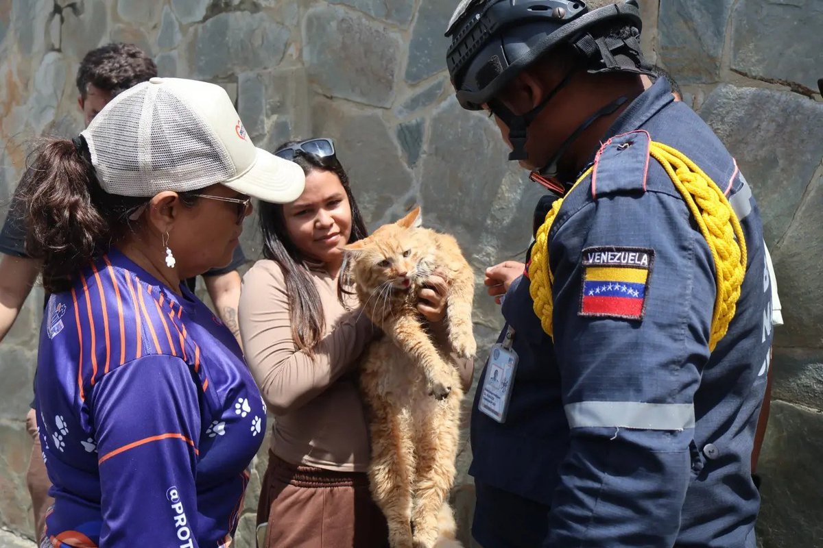 MundoEConflicto's tweet photo. 🇻🇪 | Equipos de rescate despliegan operativos específicos para localizar y salvar con vida a decenas de mascotas y animales que quedaron atrapados entre los escombros de las estructuras colapsadas tras el terremoto en Venezuela. https://t.co/q5hAiHnEsC