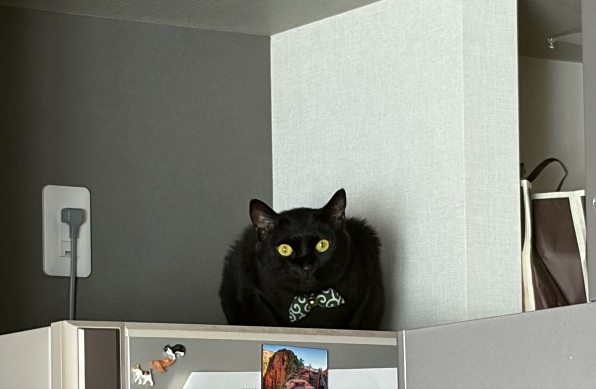 NEOACE5's tweet photo. むほほw🐈🐈‍⬛🐕🐾 https://t.co/KthQt0xVdH