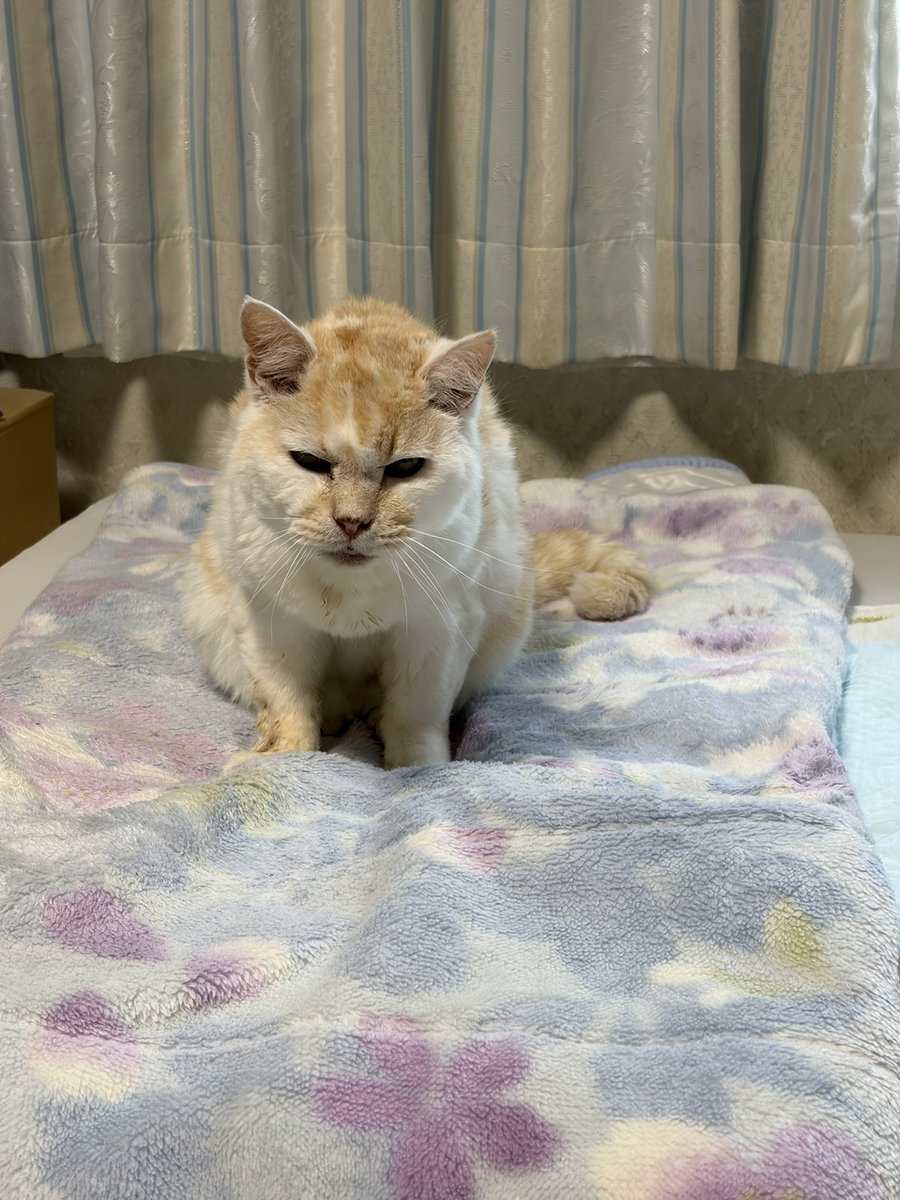 NEOACE5's tweet photo. むほほw🐈🐈‍⬛🐕🐾 https://t.co/KthQt0xVdH