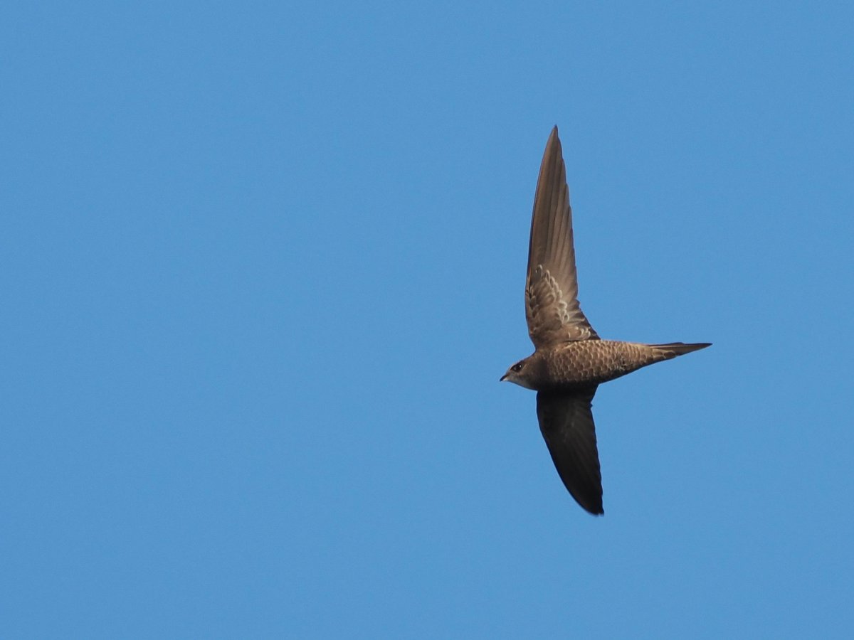 spurnbirdobs's tweet photo. Today’s sightings featured a Pallid Swift among 6100+ Common Swifts heading south past The Warren through the day, plus Red Kite also heading south and 5 Black-tailed Godwits arriving off the sea. #Spurnbirds #vismig (1/2) https://t.co/l0gYt1A0S6