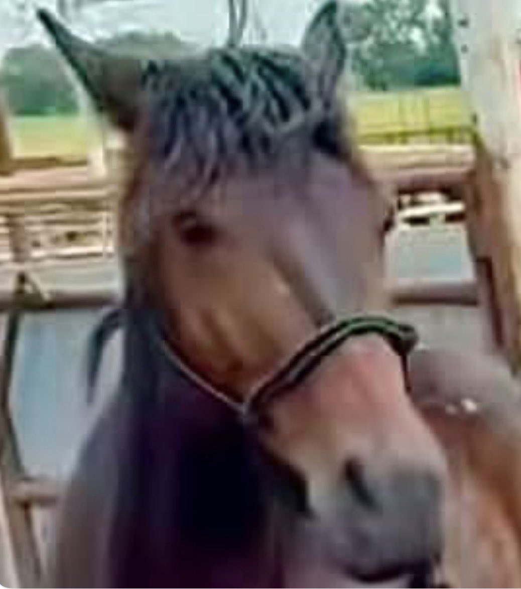 Wildheartssanc1's tweet photo. ⏰DEADLINE TUESDAY: Donations are stalled. Please help BILLY to get to his rescue home waiting instead of a HORRIFIC END. DONATE $5, 10, 20 with your SHARE. Let’s keep him off the truck to slaughter. THANK YOU.❤️‍🩹1️⃣1️⃣0️⃣4️⃣ https://t.co/NmZPwgs7AC https://t.co/x0gX2ZGh28