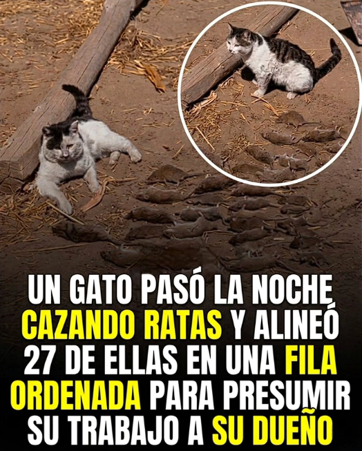 Mario Hernandorena tweet media