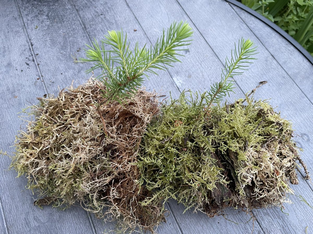 AGyomber's tweet photo. Rescued two tiny Sitka spruce saplings from a car park in the Wicklow Mountains today. 🌲 Sadly, most of the others had been crushed by parked cars or had already dried out. These two were still alive, so I rescued them and gave them a chance to grow.  #Nature #Wicklow #Trees https://t.co/nsbHsJMHBp