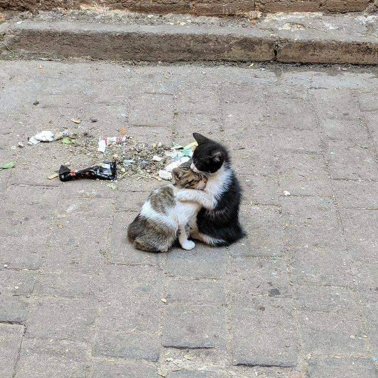 PunchingCat's tweet photo. https://t.co/2u5dIt2pmC