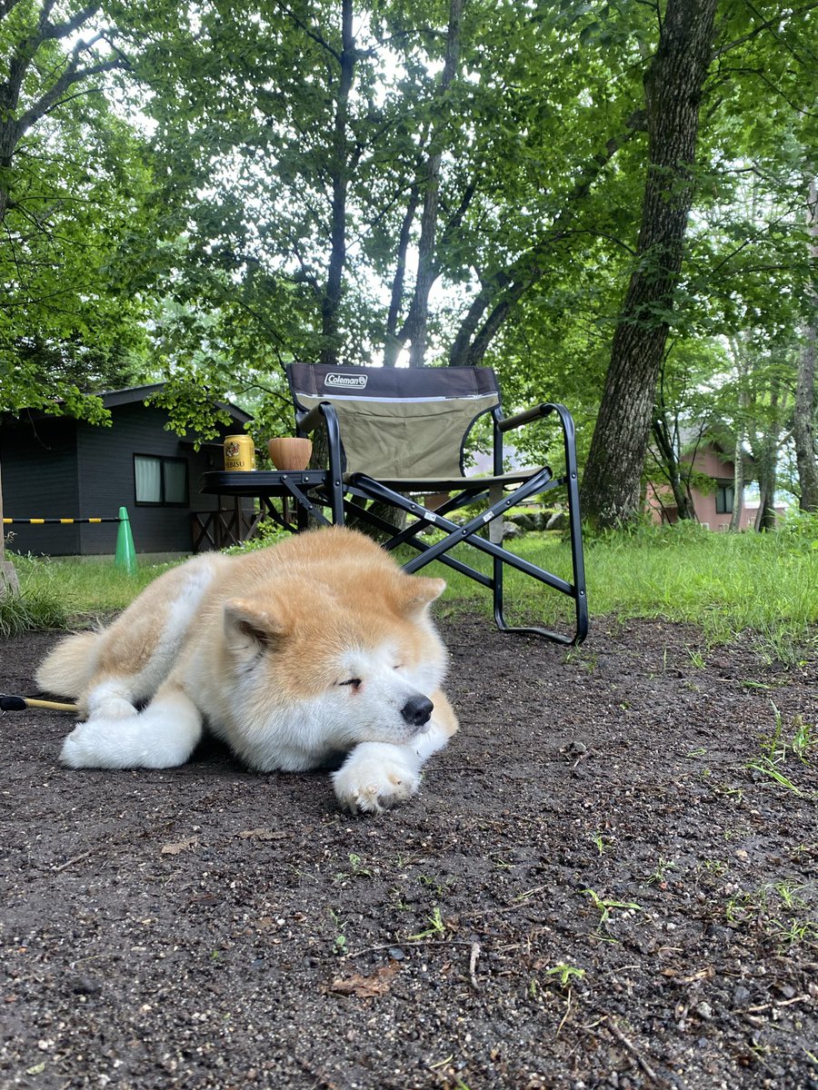 sackee701's tweet photo. 仕事休んでしんちゃんとキャンプ⛺️🐕🌿
鳥のさえずり聴きながら朝からのんびりビール🍺最高だな！
おはようございます！ https://t.co/HeZQwvxl6R