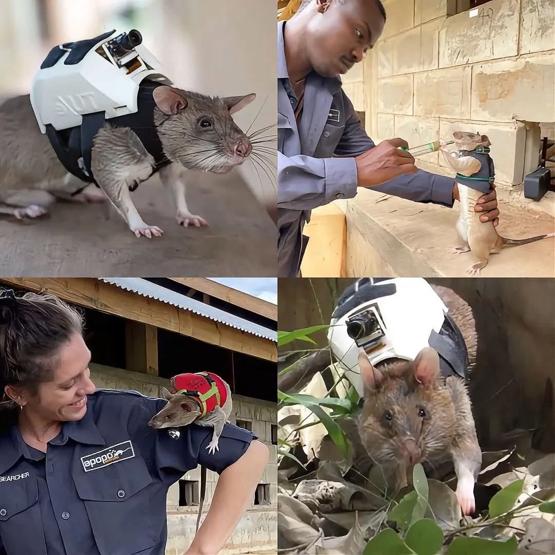GARCIPAVON's tweet photo. NO TODOS LOS HÉROES TIENEN LA APARIENCIA QUE IMAGINAS.
Cuando pensamos en animales rescatistas, casi siempre imaginamos perros entrenados entre escombros. Pero pocos saben que también existen las ratas rescatistas, conocidas como HeroRATs.
Son entrenadas por APOPO, una organización belga sin fines de lucro, para localizar supervivientes atrapados tras desastres como terremotos.
Lo más sorprendente es que no usan ratas de alcantarilla, sino ratas gigantes de bolsa africanas, una especie con gran capacidad de aprendizaje, olfato desarrollado y un cuerpo ligero que les permite entrar en zonas estrechas e inestables.
Cada una puede portar una pequeña mochila tecnológica con cámara, micrófono, audio bidireccional y GPS. Gracias a eso, los equipos de rescate pueden ver lo que ocurre bajo los escombros, hablar con una persona atrapada y ubicar su posición con mayor precisión.
Aunque para muchos una rata provoca miedo o rechazo, estos animales están demostrando que también pueden ser parte de la esperanza.
Porque salvar vidas no siempre depende del tamaño, la fuerza o la apariencia. A veces depende de darle una oportunidad a quien nadie imaginaba capaz de hacerlo.
✍️ Soy Charlie