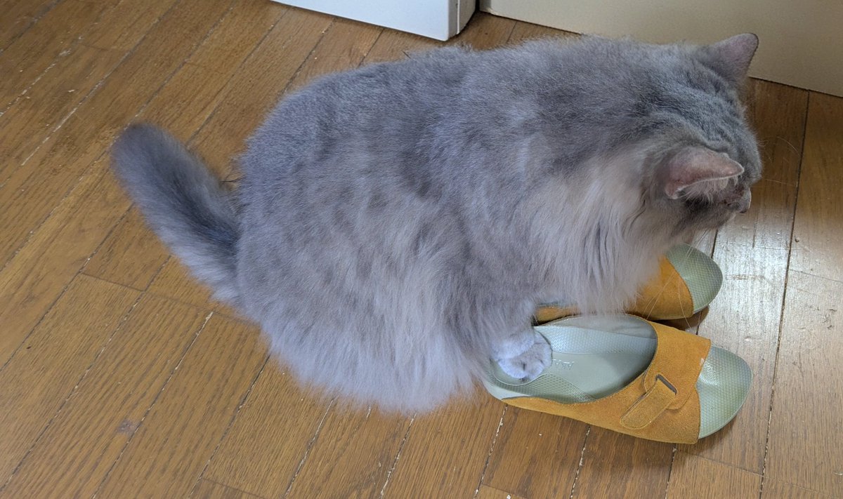 まぁまま♡様用•*¨*•.¸♬︎ おかあちゃん大好き…ではなく、おかあちゃんのスリッパ大好きな