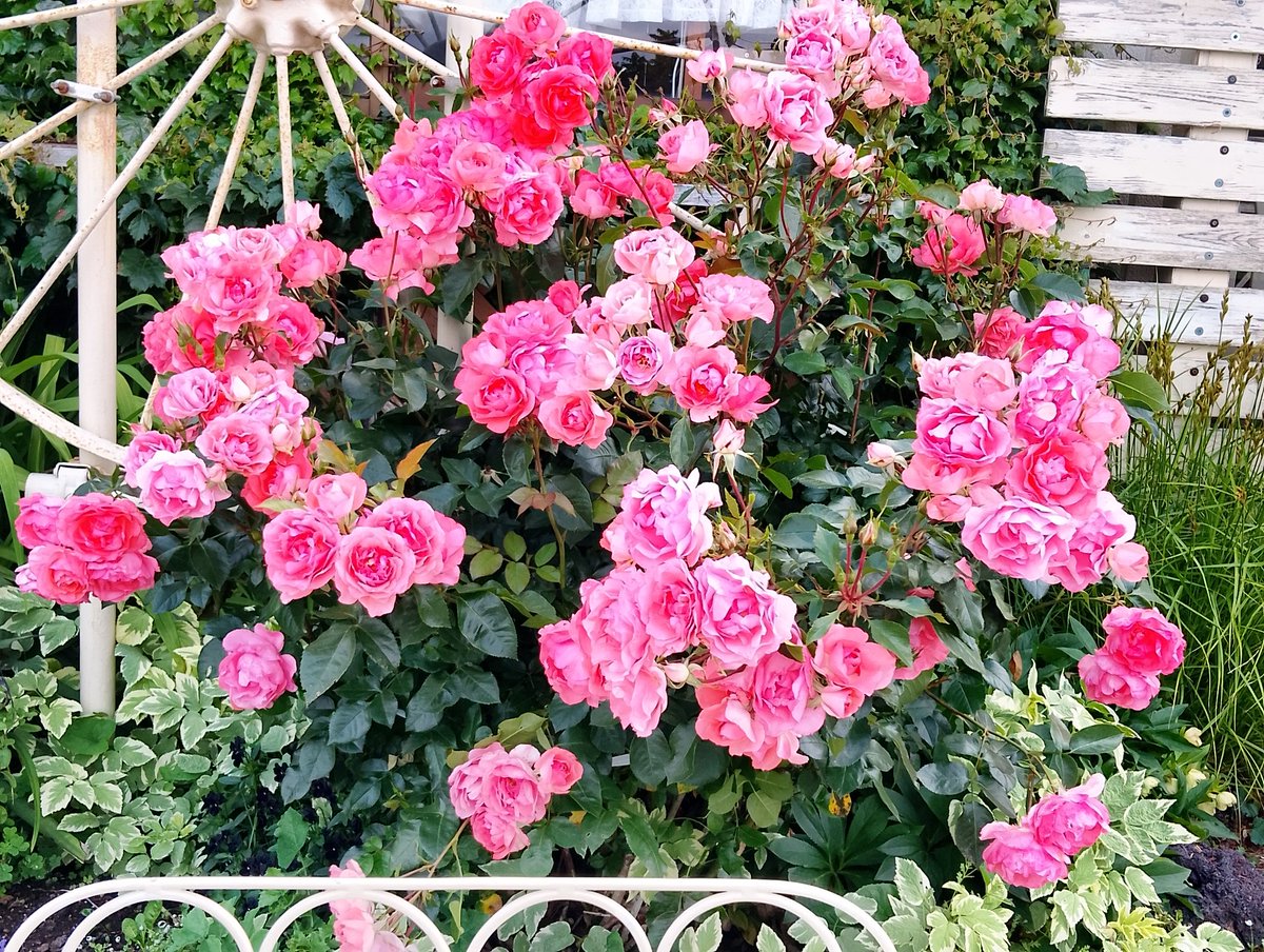 riramarinharu's tweet photo. おはようございます
　｡:💖・｡･ﾟ🌸*.ﾟ｡　
北海道の朝、今16℃
薔薇とクレマチスの時期
です。
表情が変わる庭の花
に癒やされる毎日です。⠀⠀
今週もよろしくお願いします✨🌼🍀
#TLを花でいっぱいにしよう　
#ミニつるバラ
#クレマチス
#薔薇ジャルダンドゥフランス https://t.co/B9sDGbj1pe