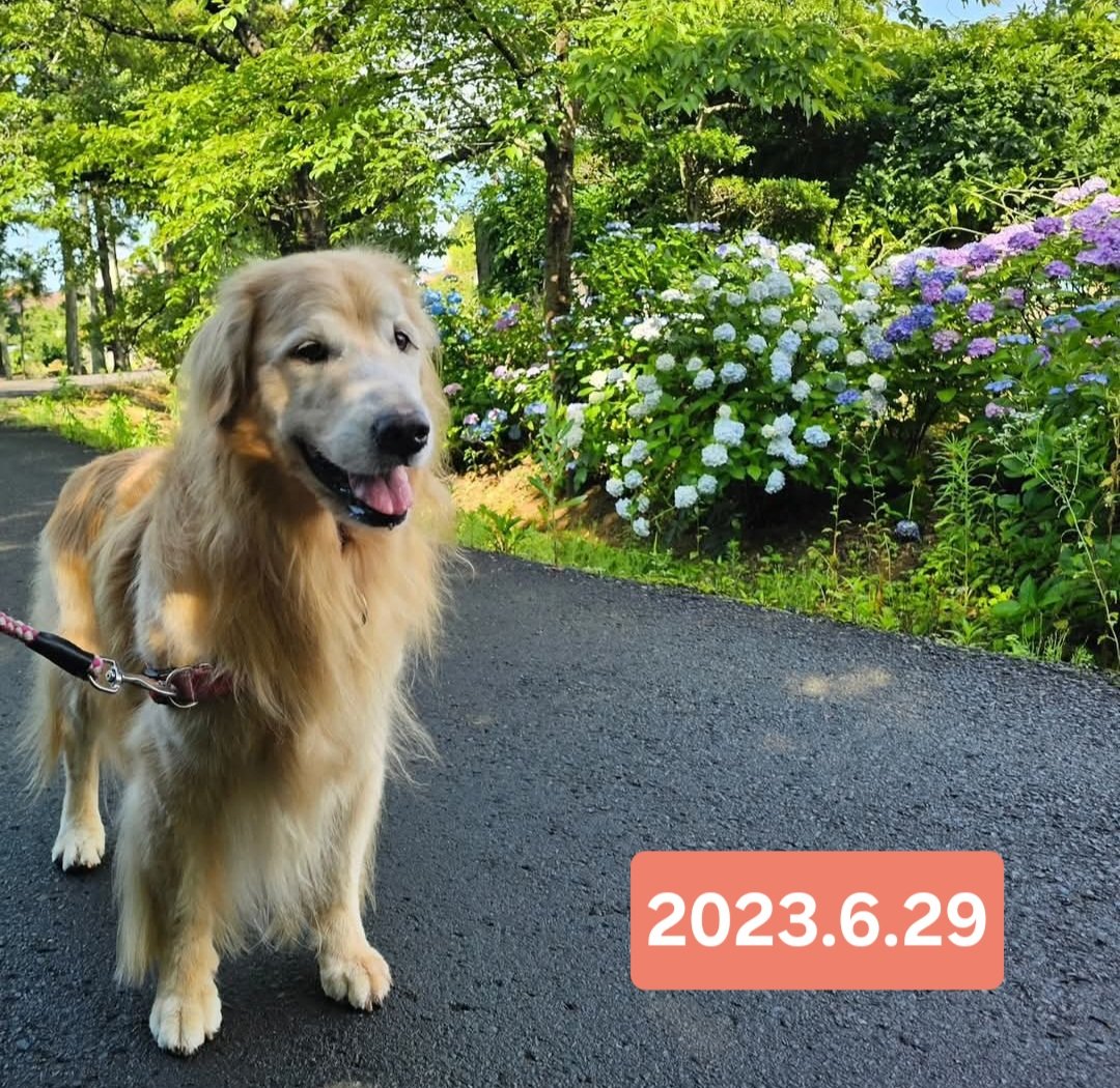 hanavitz's tweet photo. 福島県郡山市　29℃の予報です。
明日は　32℃の予報
明日　8時57分 満月です

#ゴールデンレトリバー 
#華U^ェ^U　13歳🌈
#想い出
#がんサバイバー 
#乳がん粘液癌+浸潤性乳管癌 https://t.co/kGWxLwta4j