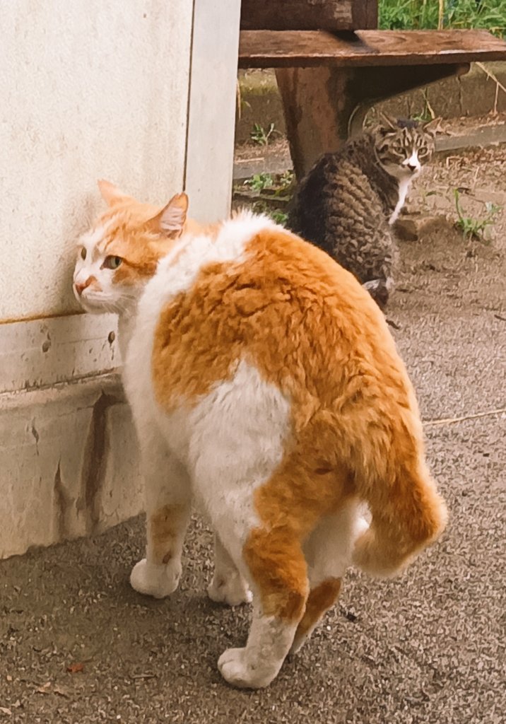 hari_hurler's tweet photo. 梅雨の東京、田端公園。
きゃわゆいニャンズが暮らす公園。

#田端
#公園猫 https://t.co/afIVDkTzTm