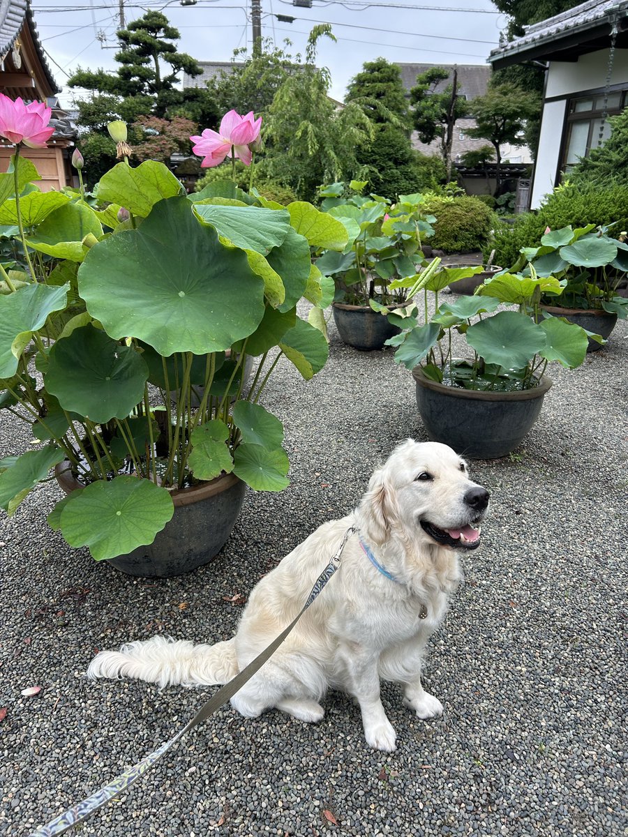 KanataSea's tweet photo. おはようございます！
六月最後の数日！気張らずコツコツやっていきましょう！朝からアキレス腱痛いですが古傷のせいでしょう。梅雨とは体の不調が出るものです(年齢)
皆様もどうぞ良き日をお過ごしください！ https://t.co/n1Wcs5kgaN