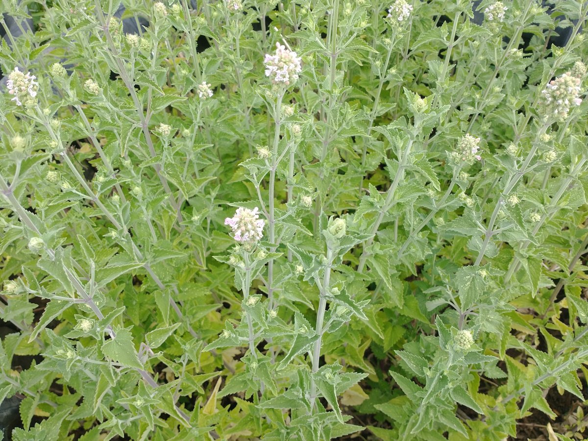 CatnipKittyCat's tweet photo. 6/28/26u
Catnip #flower #buds have arrived about a week earlier this year. These #kittycatnip #plants are #growing in our raised beds which provide plenty of sun and protection from weeds and creeping #prairie grass (both which impact the longevity of our plants). #garden https://t.co/CSgMAgipBC