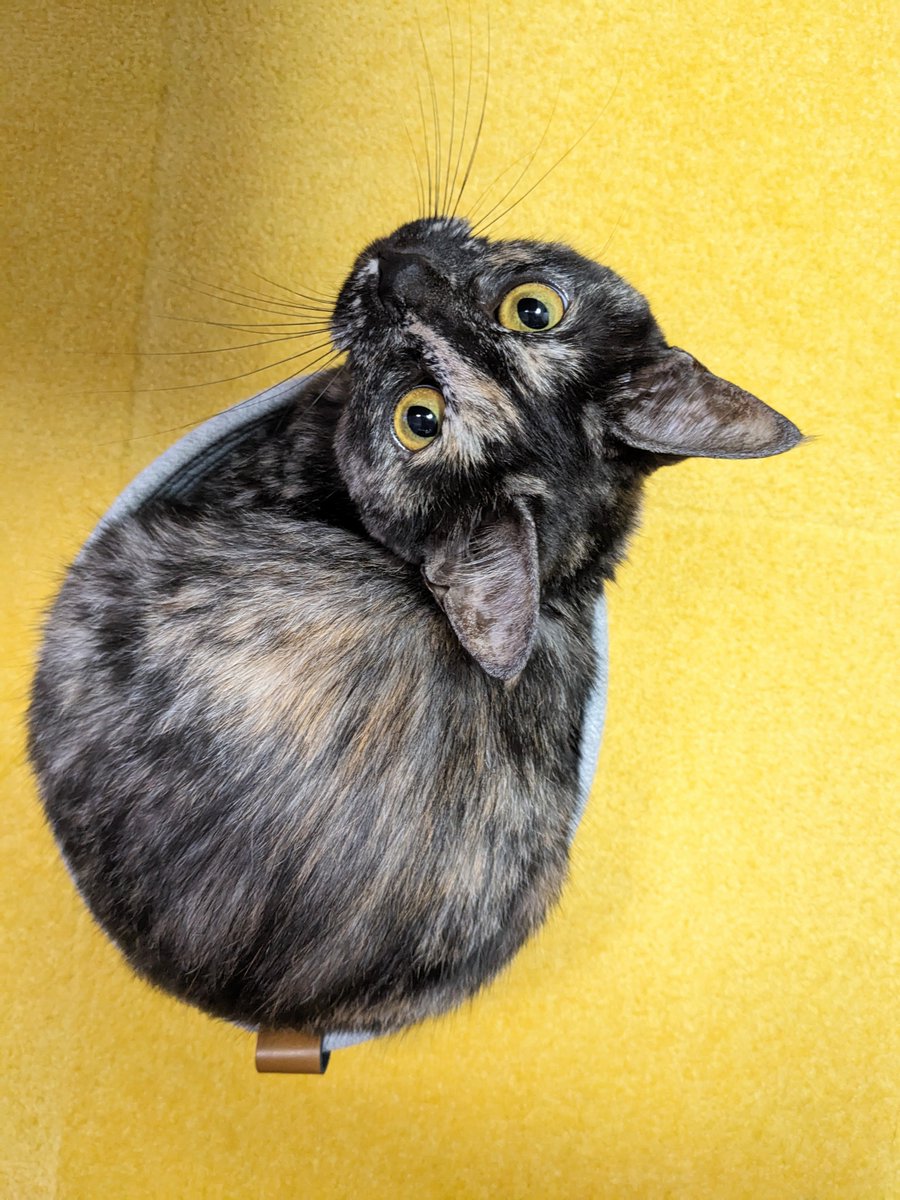 ohanoko0302's tweet photo. 可愛い子落ちてます
#サビ猫 https://t.co/EPxaRRgCR6