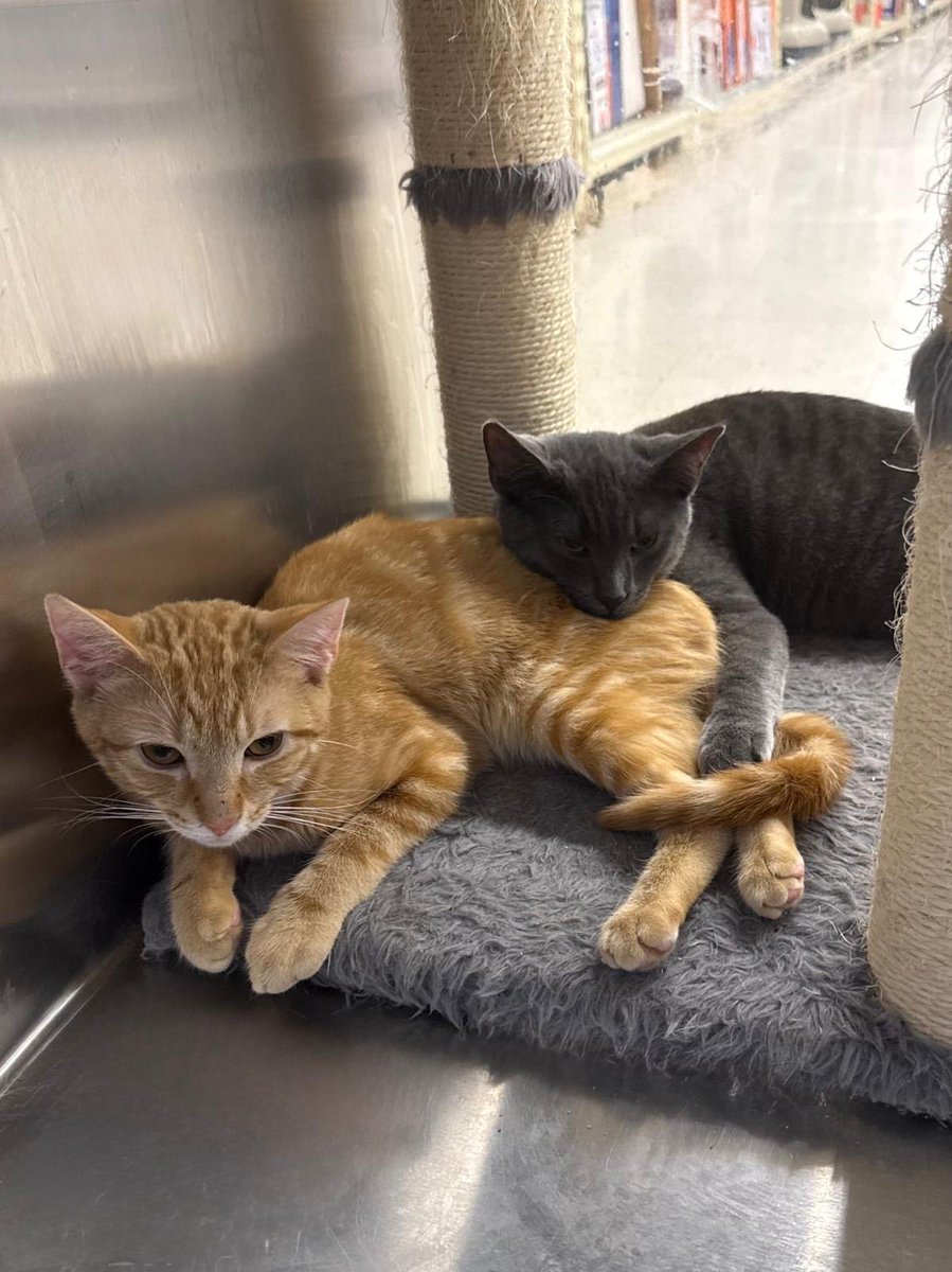 rescueridge's tweet photo. The only thing missing from this cuddle puddle… is you. 🧡🐾

Nantucket &amp; Wembly ~7 month old brothers who do everything together. 🥹

Think your home is missing two best friends? 

📍Petsmart- Manalapan, NJ https://t.co/T6tHwel1V9