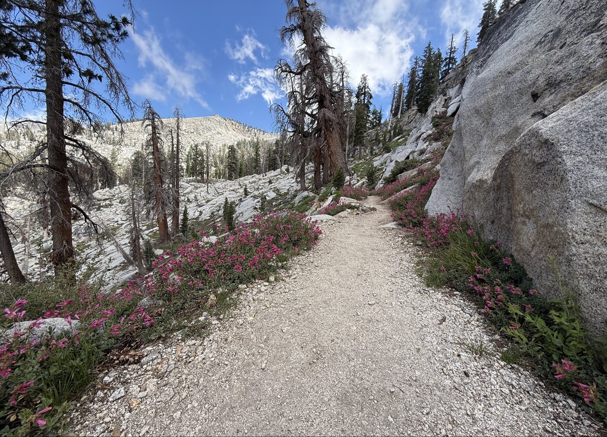 TimSweeneyEpic's tweet photo. Summer break at Sequoia National Park, day 2! The alpine slopes above 7500ft are a stark contrast to the lush forests below. https://t.co/KpfHVVp3xX