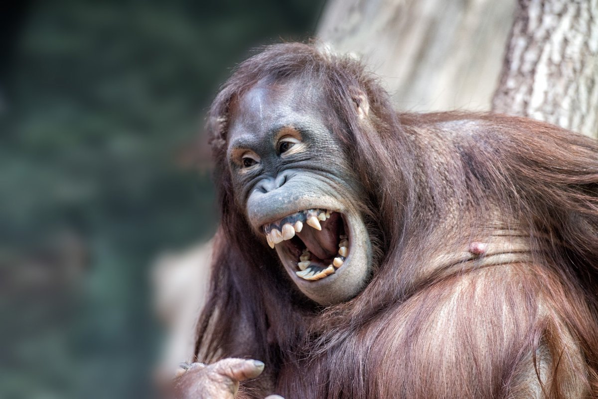 NewsMedical's tweet photo. What does the rhythm of ape laughter reveal about the roots of human speech? 🦍😂 New research finds surprising similarities and unique human twists, shedding light on our evolution. https://t.co/BiddIANjg2 #Evolution #HumanOrigins #VocalControl @CommsBio https://t.co/ud1bclpwt0
