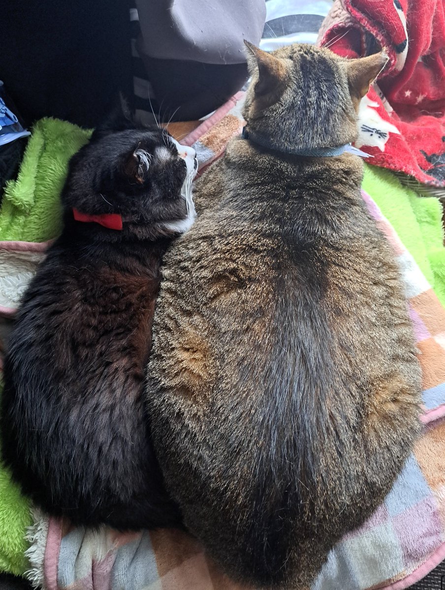 Post by まるる on X: 4キロ←→8キロ